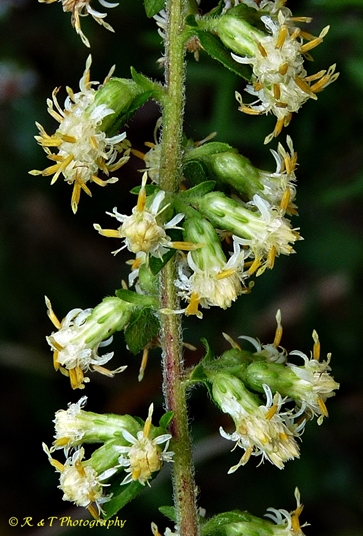 {Solidago bicolor}